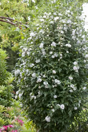 Hibiscus syr. 'Speciosus' - 5 Ltr pot - image 1