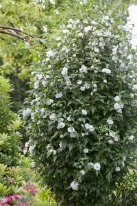 Hibiscus syr. 'Speciosus' - 5 Ltr pot - image 1