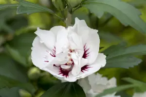 Hibiscus syr. 'Speciosus' - 3 Ltr pot - image 2