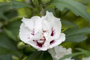 Hibiscus syr. 'Speciosus' - 30 CM STEM C3 - image 2
