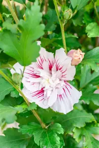 Hibiscus syr. 'Starburst Chiffon'? - 3 Ltr pot - image 2