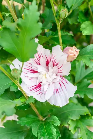 Hibiscus syr. 'Starburst Chiffon'? - Liners bare root - image 2