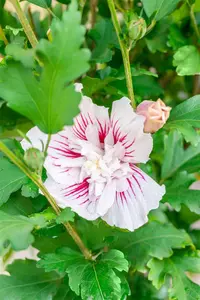 Hibiscus syr. 'Starburst Chiffon'? - 2 Ltr pot - image 2