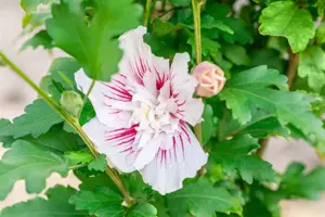 Hibiscus syr. 'Starburst Chiffon'?
