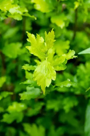 Hibiscus syr. 'Totus Albus' - 40-60 CM C10 - image 3