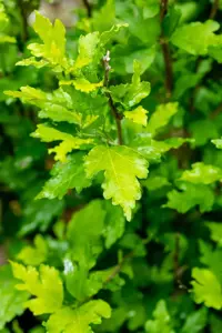 Hibiscus syr. 'Totus Albus' - 40-60 CM C10 - image 5