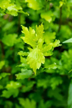 Hibiscus syr. 'Totus Albus' - P9 - image 3