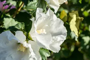 Hibiscus syr. 'Totus Albus'