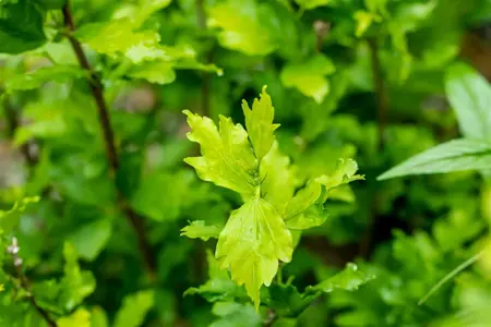 Hibiscus syr. 'Totus Albus' - 40-60 CM C10 - image 2