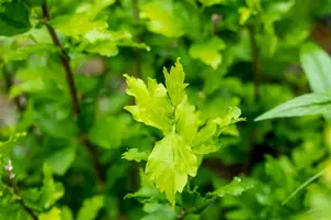 Hibiscus syr. 'Totus Albus' - 40-60 CM C10 - image 2