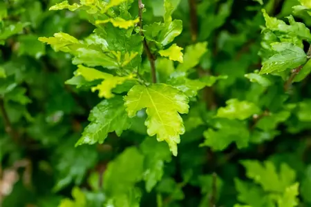 Hibiscus syr. 'Totus Albus' - 40-60 CM C10 - image 4