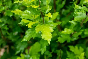 Hibiscus syr. 'Totus Albus' - 40-60 CM C10 - image 4