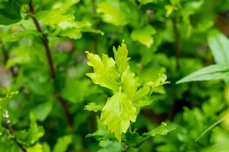 Hibiscus syr. 'Totus Albus' - 30-40 CM C3 - image 2