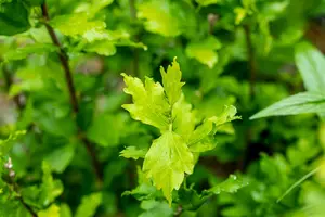Hibiscus syr. 'Totus Albus' - 30-40 CM C3 - image 2