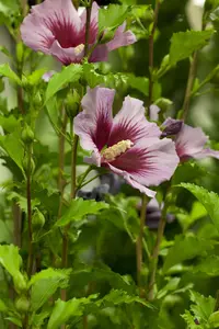 Hibiscus syr. 'Verosa' - 90 CM STEM C10 - image 1