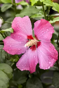 Hibiscus syr. 'Verosa' - 90 CM STEM C10 - image 3