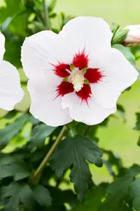 Hibiscus syr. 'Verosa' - 80-100 CM C7.5 - image 5
