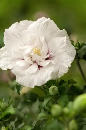 Hibiscus syr. 'White Chiffon'? - 2 Ltr pot - image 2