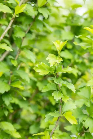 Hibiscus syr. 'White Chiffon'? - 50-60 CM C5 - image 4