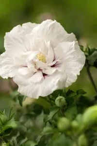 Hibiscus syr. 'White Chiffon'? - 80-100 CM C20 - image 2