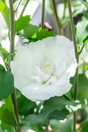 Hibiscus syr. 'White Chiffon'? - 100-125 CM RB - image 5