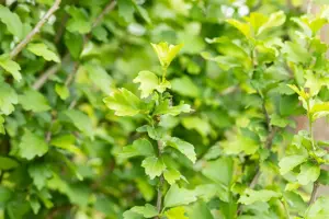 Hibiscus syr. 'White Chiffon'? - 50-60 CM C5 - image 3