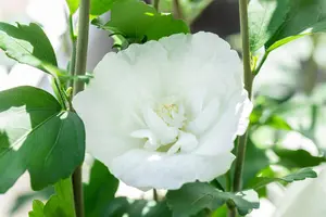 Hibiscus syr. 'White Chiffon'? - 175-200 CM C20 WHIP - image 5