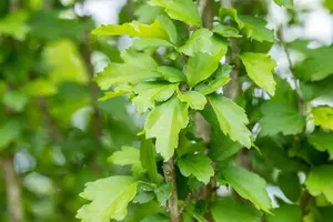 Hibiscus syr. 'White Chiffon'? - 200-250 CM C15 WHIP - image 3
