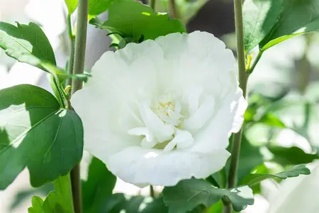 Hibiscus syr. 'White Chiffon'? - 200-250 CM C15 WHIP - image 4