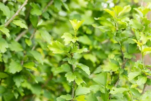 Hibiscus syr. 'White Chiffon'? - 100-125 CM RB - image 1