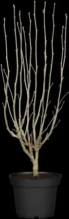 Hibiscus syr. 'White Chiffon'? - 2 Ltr pot - image 1