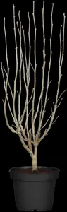 Hibiscus syr. 'White Chiffon'? - 80-100 CM C5 - image 5