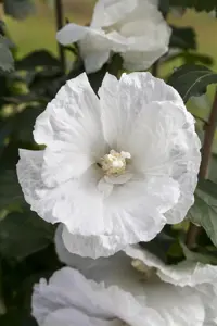 Hibiscus syr. 'White Pillar'?