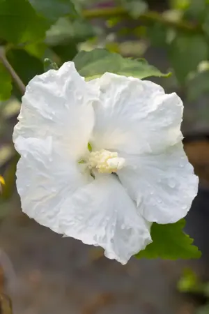 Hibiscus syr. 'William R. Smith' - P9 - image 1