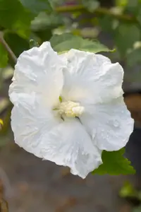 Hibiscus syr. 'William R. Smith'