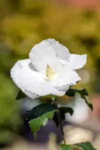 Hibiscus syr. 'William R. Smith' - P9 - image 4