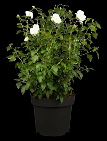 Hibiscus syr. 'William R. Smith' - P9 - image 5