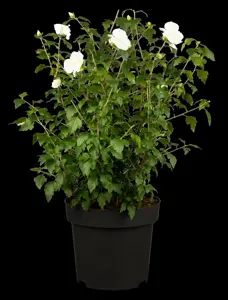 Hibiscus syr. 'William R. Smith' - P9 - image 5