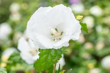 Hibiscus syr. 'William R. Smith' - P9 - image 2