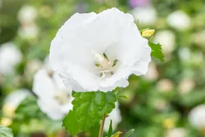 Hibiscus syr. 'William R. Smith' - P9 - image 2