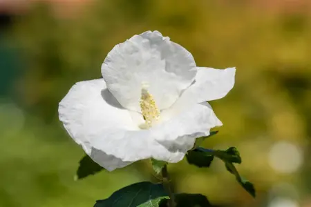 Hibiscus syr. 'William R. Smith' - P9 - image 3