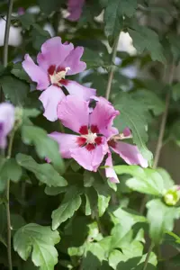 Hibiscus syr. 'Woodbridge' - 1/2 STDS C18 - image 2