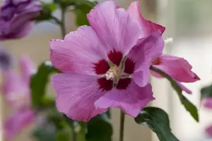 Hibiscus syr. 'Woodbridge' - 100 CM STEM RB - image 1