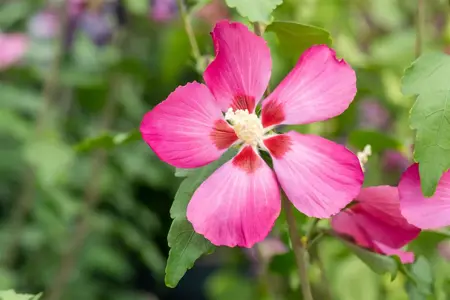 Hibiscus syr. 'Woodbridge' - 1/2 STDS C18 - image 4