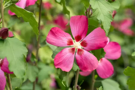Hibiscus syr. 'Woodbridge' - 1/2 STDS C18 - image 5