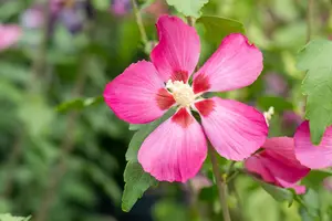 Hibiscus syr. 'Woodbridge' - P9 - image 4