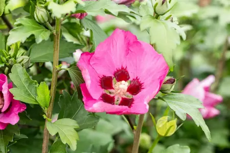 Hibiscus syr. 'Woodbridge' - 1/2 STDS C18 - image 3