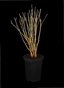 Hibiscus syriacus - 60-90 CM - image 5