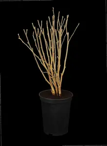 Hibiscus syriacus - 100 CM STEM C20 - image 1