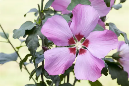 Hibiscus syriacus - 30 CM STEM C3 - image 4